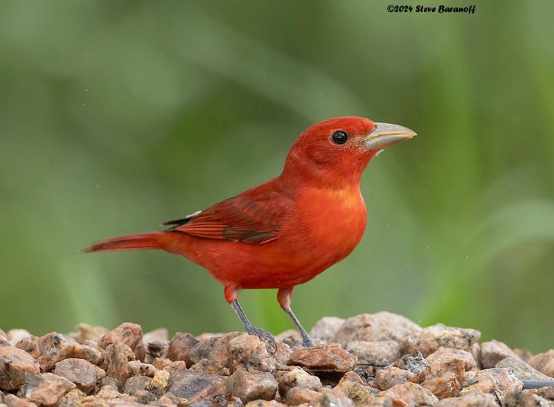 _B248033 summer tanager.jpg